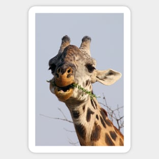 Maasai or Masai, Giraffe, Serengeti, Tanzania Sticker